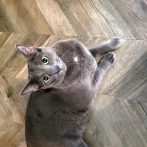 Lost Cat Stormy