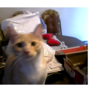 Lost Cat Clyde
