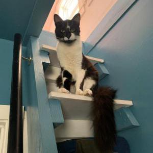 Lost Cat Luna