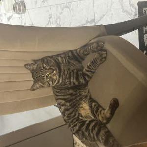 Lost Cat Ashton