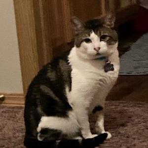 Lost Cat Raisin