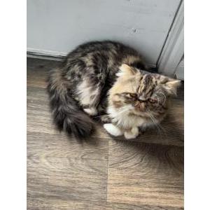 Lost Cat Dumpling