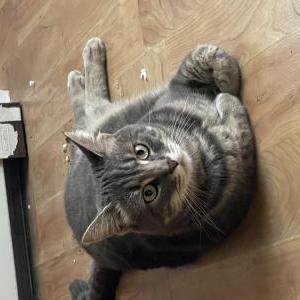 Lost Cat Milo