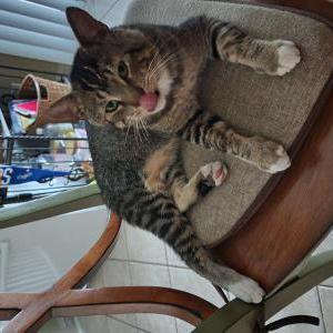 Lost Cat Simba