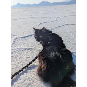 Lost Cat Matilda