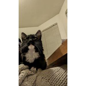 2nd Image of Matilda, Lost Cat