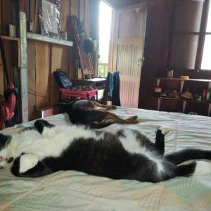 Lost Cat Babadook