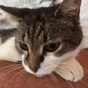 Found Cat Unknown