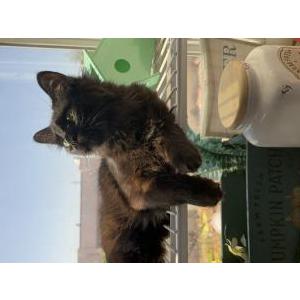 Lost Cat ace