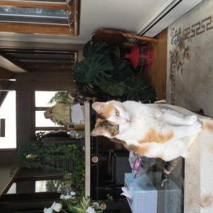 Lost Cat Bella
