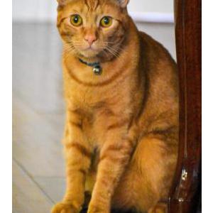 Image of Henry, Lost Cat