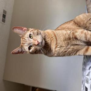 2nd Image of Henry, Lost Cat