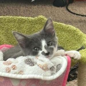 Lost Cat Kali
