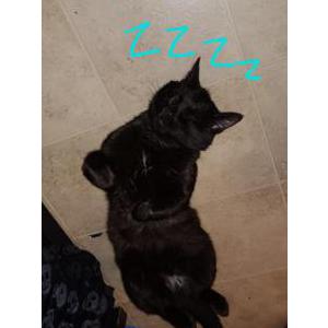 Lost Cat Mishka