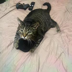 Lost Cat Arlo(R-Lo)