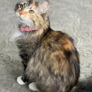 Lost Cat Bridget
