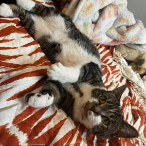 Lost Cat Stevie