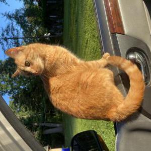 Lost Cat Abby