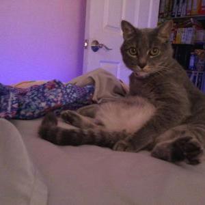 Lost Cat Gilbert