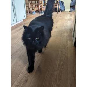 Lost Cat Nuit