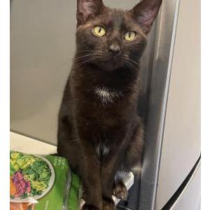 Lost Cat Boba