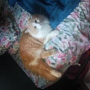 Lost Cat Angel