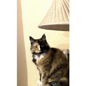 Lost Cat Paloma