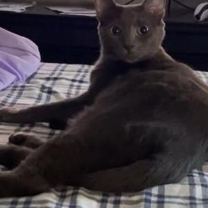 Image of Mia, Lost Cat