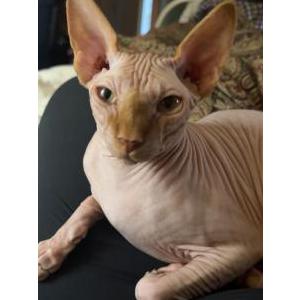 Lost Cat Kitten