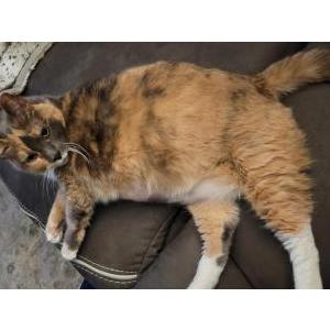 Image of Yuri, Lost Cat