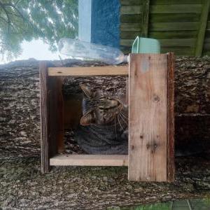 Lost Cat Cheddar Bob