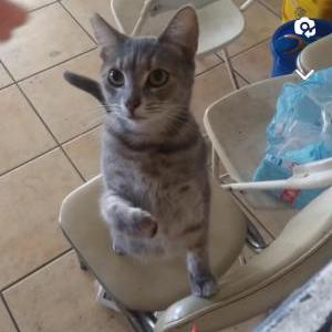 Lost Cat Peggy