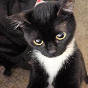 Lost Cat Junebug
