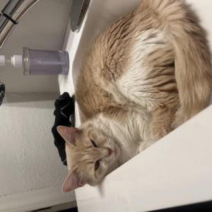 Lost Cat Mrs . Pickles