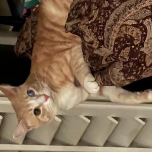 Lost Cat Stuart little
