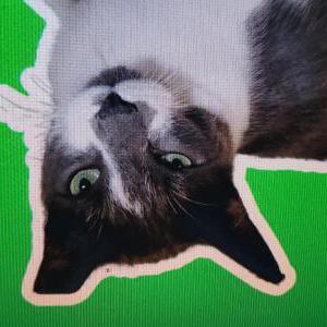 Lost Cat Hanzel