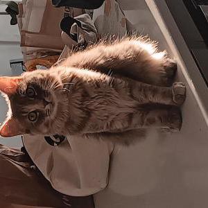 Lost Cat Allie