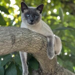 Image of Gus, Lost Cat