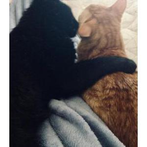 Lost Cat Bebe