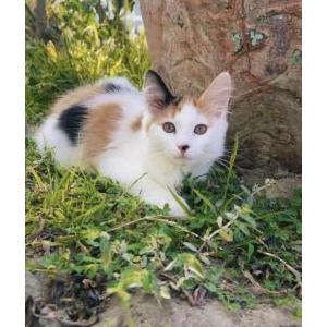 Lost Cat Mochi