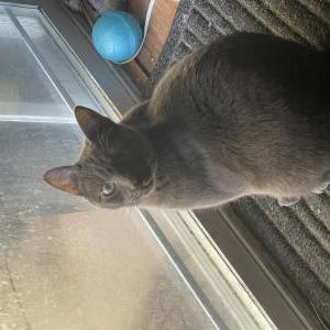 Lost Cat Ash