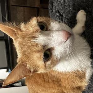 Lost Cat Chico