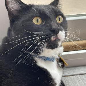 Lost Cat Pauly