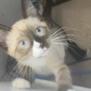 Lost Cat Sherman