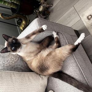 Lost Cat Leche