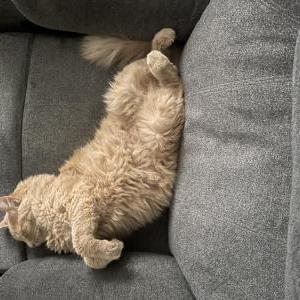 Lost Cat Hobbes