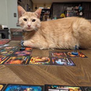 Lost Cat Oliver