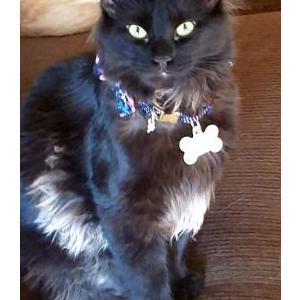 Lost Cat Pumpkin