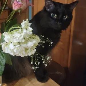 2nd Image of Pumpkin, Lost Cat