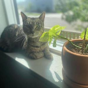 Lost Cat Chloe